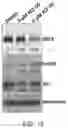 Fig. 14 - MODULATORS OF TDP-43