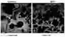 Fig. 15 - METHODS OF TREATMENT AND PHARMACEUTICAL COMPOSITIONS USING BCN057 OR BCN512
