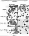Fig. 13 - KINASE INHIBITORS AND METHODS OF USE THEREOF
