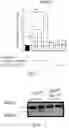 Fig. 31 - METHODS FOR CONTROLLING PROSTAGLANDIN-MEDIATED BIOLOGICAL PROCESSES