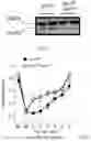 Fig. 35 - METHODS FOR CONTROLLING PROSTAGLANDIN-MEDIATED BIOLOGICAL PROCESSES