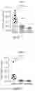 Fig. 41 - METHODS FOR CONTROLLING PROSTAGLANDIN-MEDIATED BIOLOGICAL PROCESSES