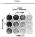 Fig. 02 - PHARMACEUTICAL COMBINATION COMPRISING TNO155 AND RIBOCICLIB