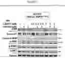 Fig. 03 - PHARMACEUTICAL COMBINATION COMPRISING TNO155 AND RIBOCICLIB