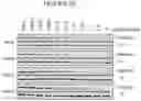Fig. 10 - METHODS OF TREATING CANCER