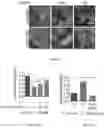 Fig. 03 - PHARMACOLOGICAL MITIGATION OF LATE-STAGE TOXEMIA