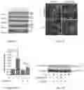 Fig. 05 - PHARMACOLOGICAL MITIGATION OF LATE-STAGE TOXEMIA