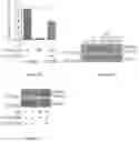 Fig. 07 - PHARMACOLOGICAL MITIGATION OF LATE-STAGE TOXEMIA