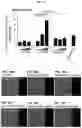 Fig. 11 - Method and compositions for treating Coronavirus infection