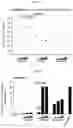 Fig. 12 - Method and compositions for treating Coronavirus infection