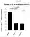 Fig. 15 - Method and compositions for treating Coronavirus infection