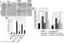 Fig. 01 - MIR-181 INHIBITORS AND USES THEREOF