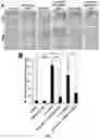 Fig. 05 - MIR-181 INHIBITORS AND USES THEREOF