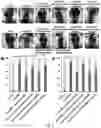 Fig. 07 - MIR-181 INHIBITORS AND USES THEREOF
