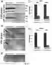 Fig. 15 - MIR-181 INHIBITORS AND USES THEREOF