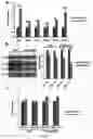 Fig. 16 - MIR-181 INHIBITORS AND USES THEREOF