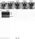 Fig. 19 - MIR-181 INHIBITORS AND USES THEREOF