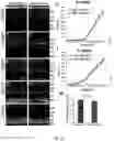 Fig. 20 - MIR-181 INHIBITORS AND USES THEREOF
