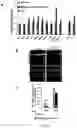 Fig. 22 - MIR-181 INHIBITORS AND USES THEREOF