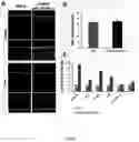 Fig. 24 - MIR-181 INHIBITORS AND USES THEREOF