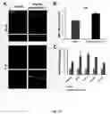 Fig. 27 - MIR-181 INHIBITORS AND USES THEREOF