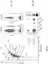 Fig. 32 - SINGLE-NUCLEI CHARACTERIZATION OF AMYOTROPHIC LATERAL SCLEROSIS FRONTAL CORTEX