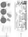 Fig. 46 - SINGLE-NUCLEI CHARACTERIZATION OF AMYOTROPHIC LATERAL SCLEROSIS FRONTAL CORTEX