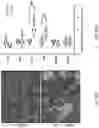 Fig. 75 - SINGLE-NUCLEI CHARACTERIZATION OF AMYOTROPHIC LATERAL SCLEROSIS FRONTAL CORTEX