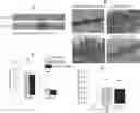 Fig. 01 - NOVEL COMPOSITIONS FOR TREATING COLITIS AND/OR PREVENTING COLON CANCER