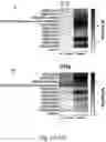 Fig. 07 - RECEPTORS PROVIDING TARGETED COSTIMULATION FOR ADOPTIVE CELL THERAPY