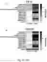 Fig. 08 - RECEPTORS PROVIDING TARGETED COSTIMULATION FOR ADOPTIVE CELL THERAPY