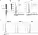 Fig. 01 - ENGINEERED IMMUNE CELLS