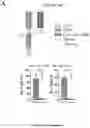 Fig. 06 - ENGINEERED IMMUNE CELLS