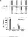 Fig. 09 - ENGINEERED IMMUNE CELLS
