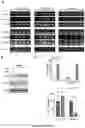 Fig. 12 - ENGINEERED IMMUNE CELLS