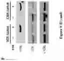 Fig. 24 - ENGINEERED IMMUNE CELLS