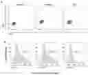 Fig. 27 - ENGINEERED IMMUNE CELLS