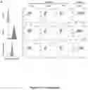 Fig. 31 - ENGINEERED IMMUNE CELLS