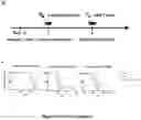 Fig. 33 - ENGINEERED IMMUNE CELLS