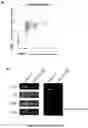 Fig. 35 - ENGINEERED IMMUNE CELLS
