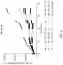 Fig. 11 - HIGH AVIDITY WT1 T CELL RECEPTORS AND USES THEREOF