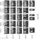 Fig. 34 - METHODS AND COMPOSITIONS FOR PROGRAMMING T CELL DIFFERENTIATION AND ENHANCING T CELL PROLIFERATION