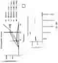 Fig. 36 - METHODS AND COMPOSITIONS FOR PROGRAMMING T CELL DIFFERENTIATION AND ENHANCING T CELL PROLIFERATION