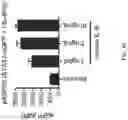 Fig. 45 - METHODS AND COMPOSITIONS FOR PROGRAMMING T CELL DIFFERENTIATION AND ENHANCING T CELL PROLIFERATION