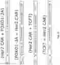 Fig. 53 - METHODS AND COMPOSITIONS FOR PROGRAMMING T CELL DIFFERENTIATION AND ENHANCING T CELL PROLIFERATION
