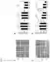 Fig. 08 - METHOD FOR TREATING ATOPIC DERMATITIS USING MONOCLONAL STEM CELLS