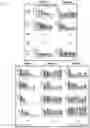 Fig. 37 - METHOD FOR TREATING ATOPIC DERMATITIS USING MONOCLONAL STEM CELLS