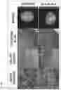 Fig. 20 - COMPOSITION FOR PROMOTING CARTILAGE TISSUE REGENERATION