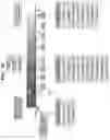 Fig. 03 - MYOBLAST CHIMERIC CELLS (MCCs)