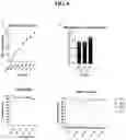 Fig. 12 - MYOBLAST CHIMERIC CELLS (MCCs)